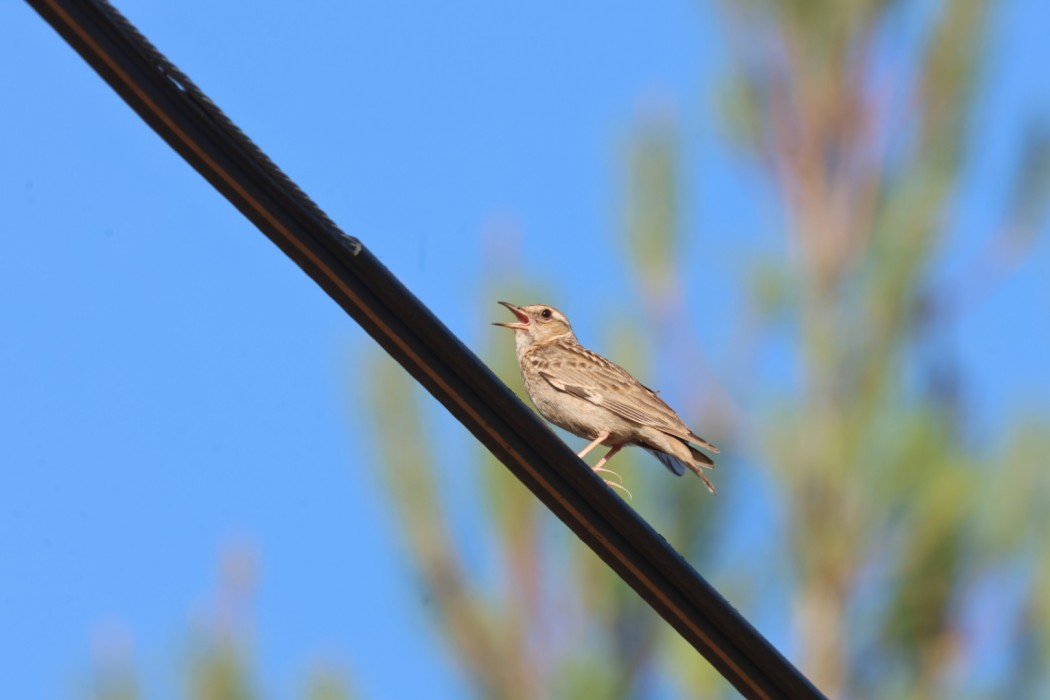Woodlark