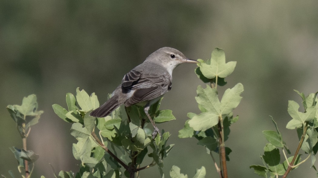 Upcher`s Warbler