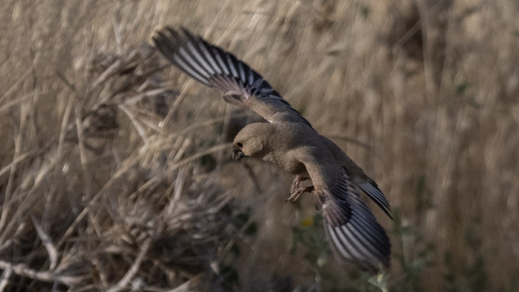 Desert Finch
