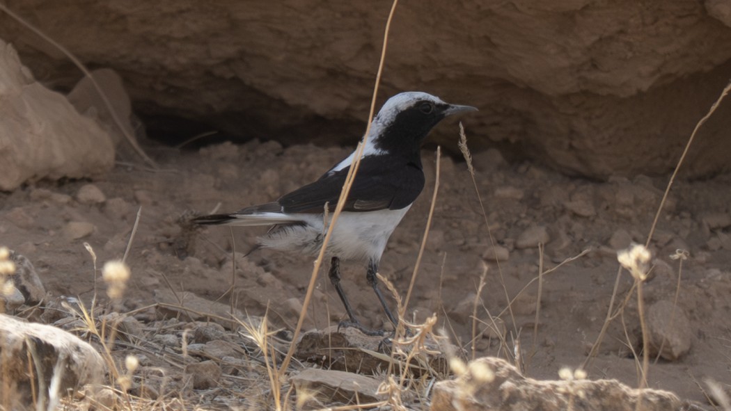 Finsch`s Wheatear