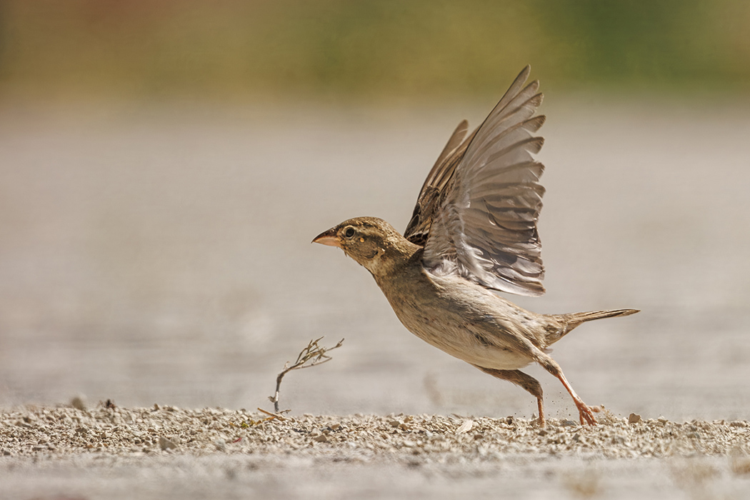 House Sparrow