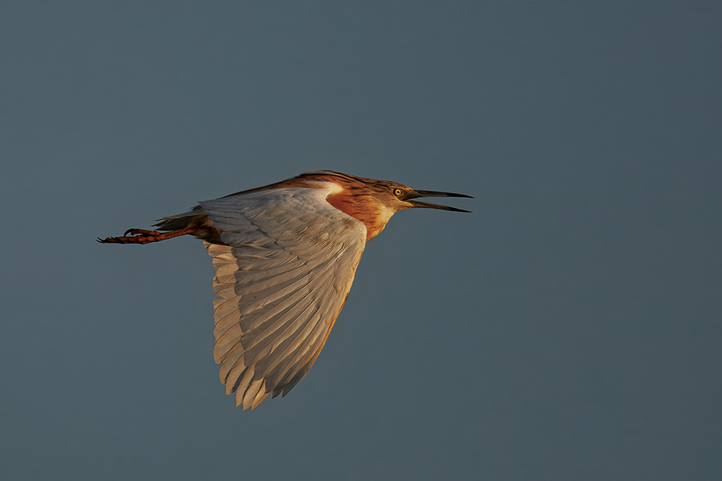 Squacco Heron