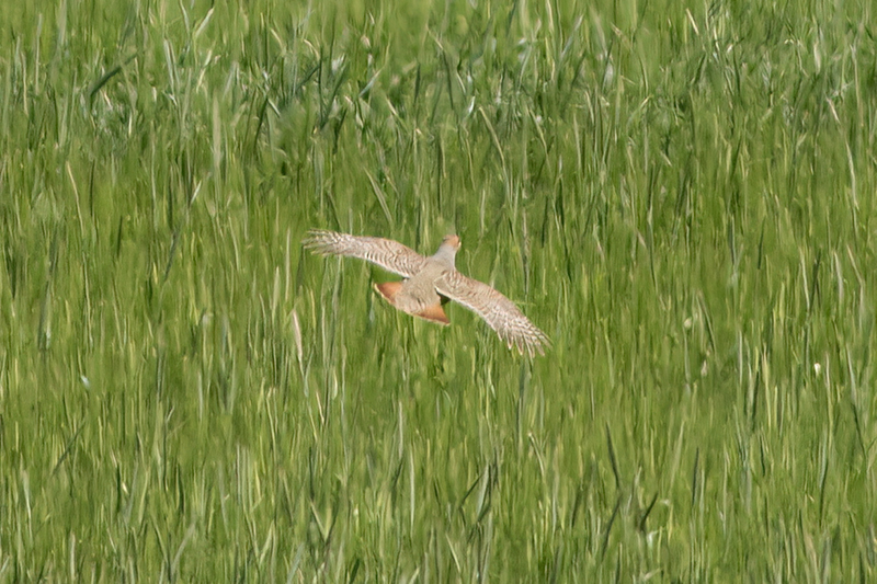 Grey Partridge