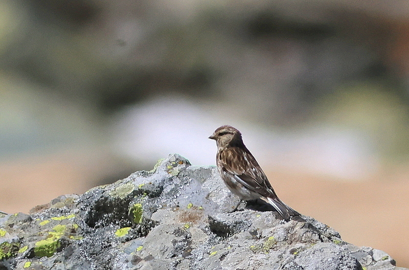 Twite
