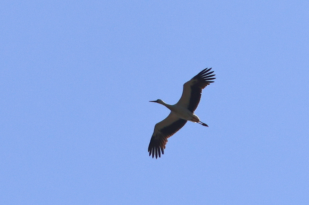 White Stork