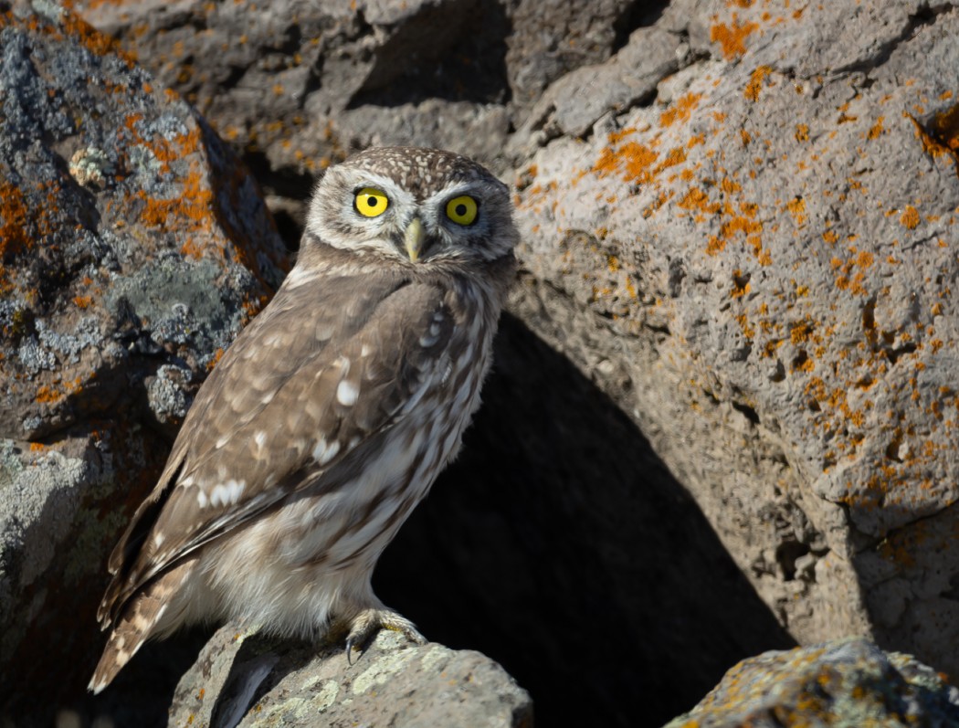 Little Owl