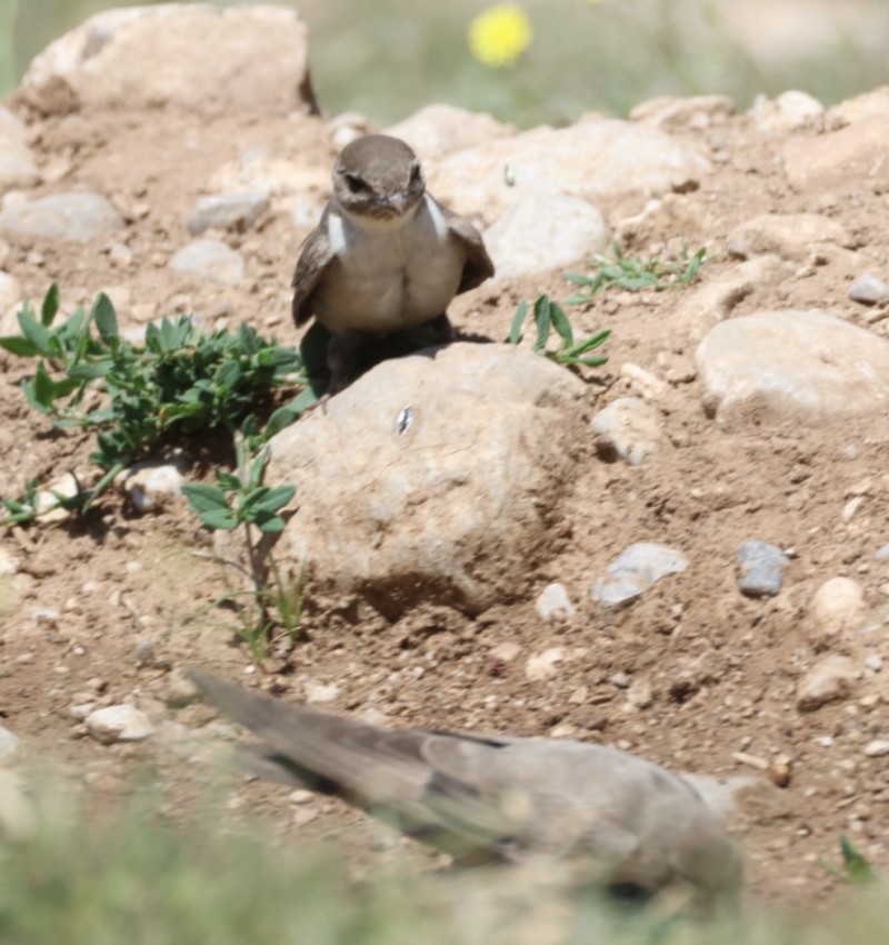 Eurasian Crag Martin
