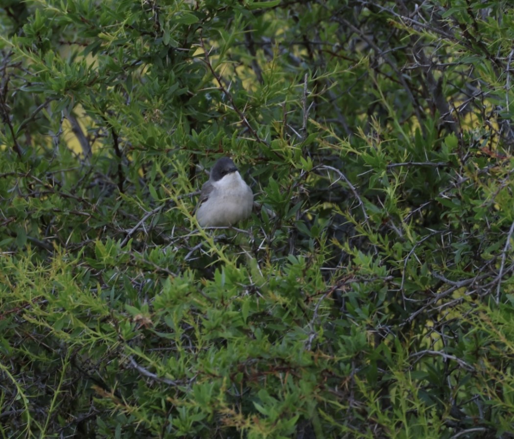 Eastern Orphean Warbler