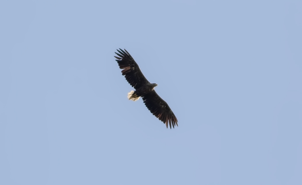 White-tailed Eagle