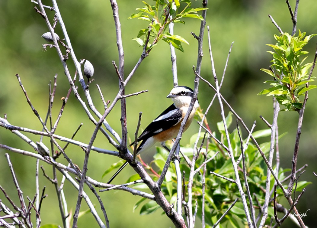 Masked Shrike