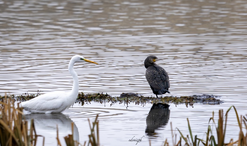 Great Egret