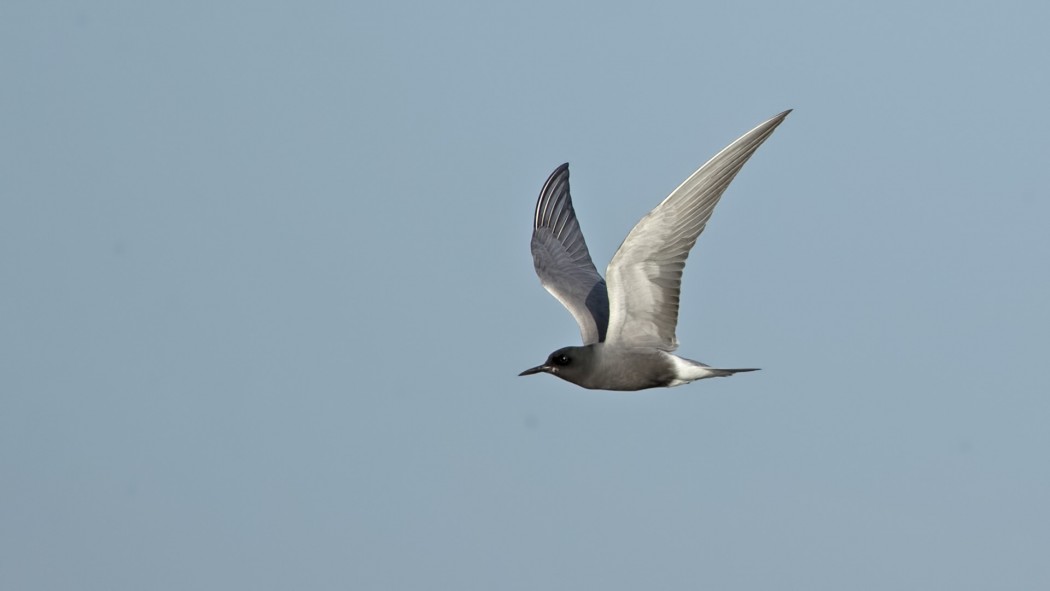 Black Tern