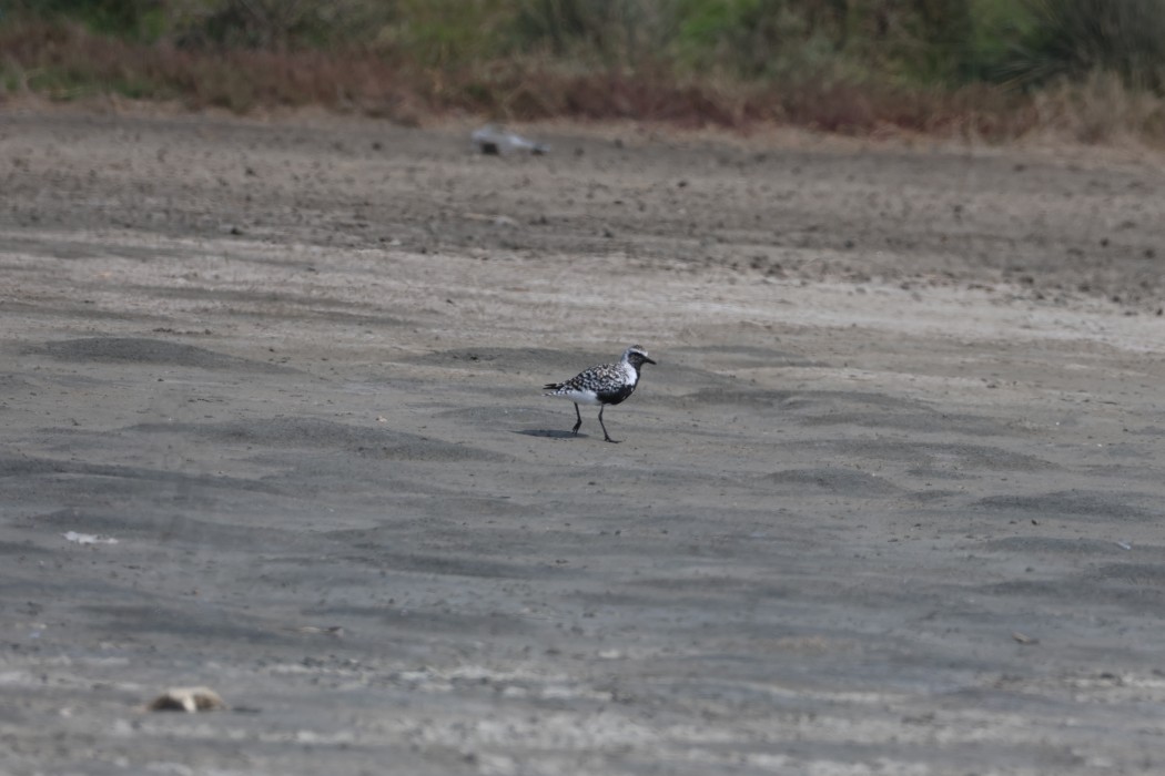 Grey Plover