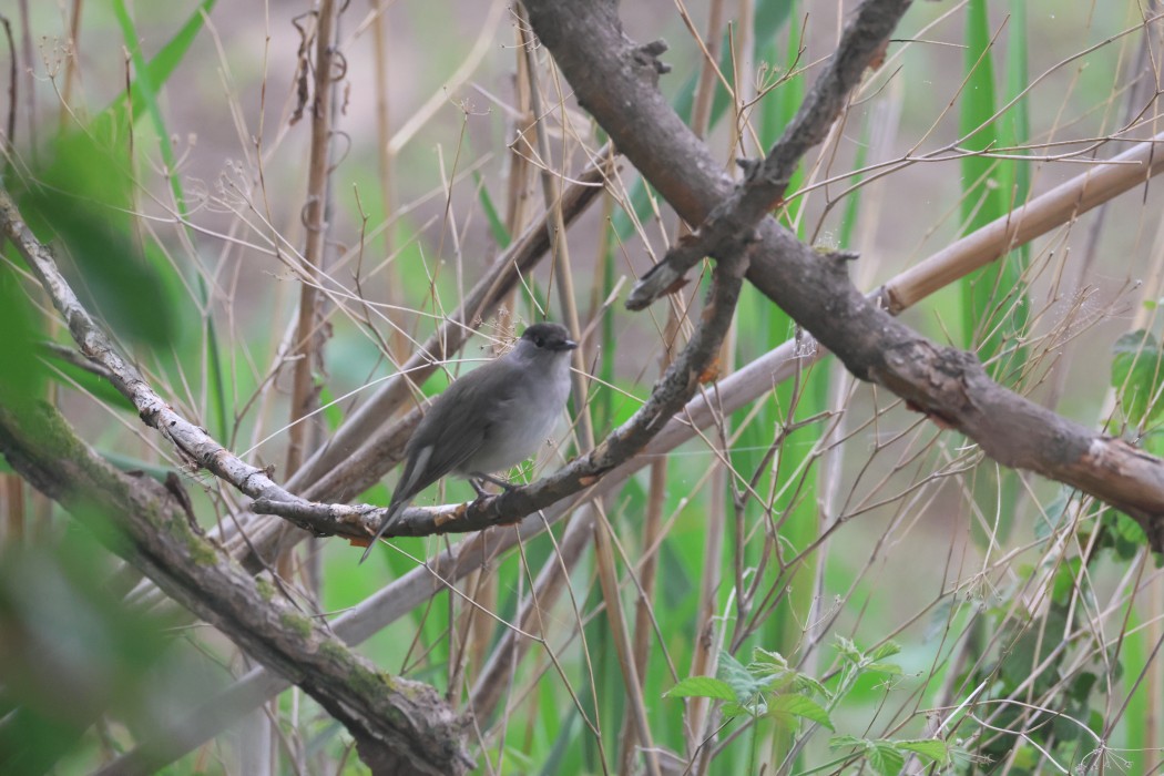 Eurasian Blackcap