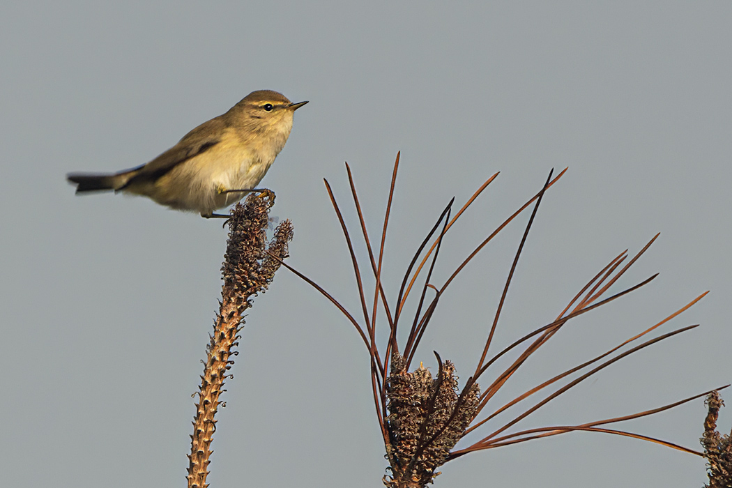 Common Chiffchaff