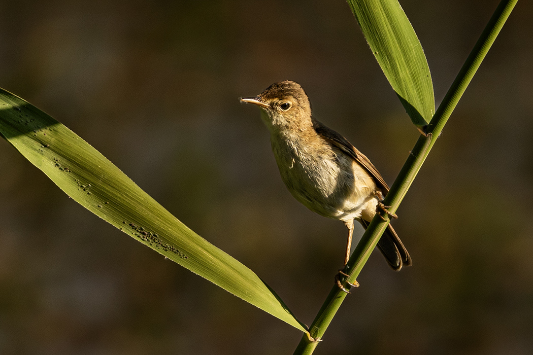 Common Reed Warbler
