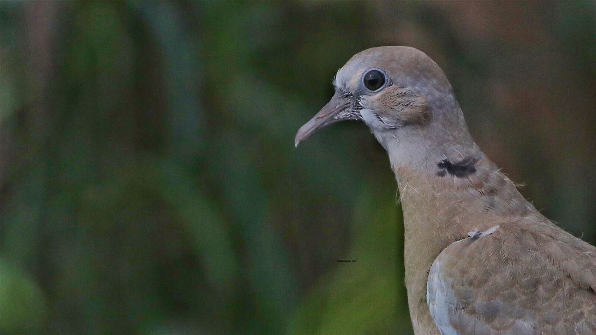 Eurasian Collared Dove