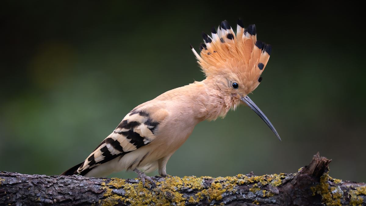 Common Hoopoe
