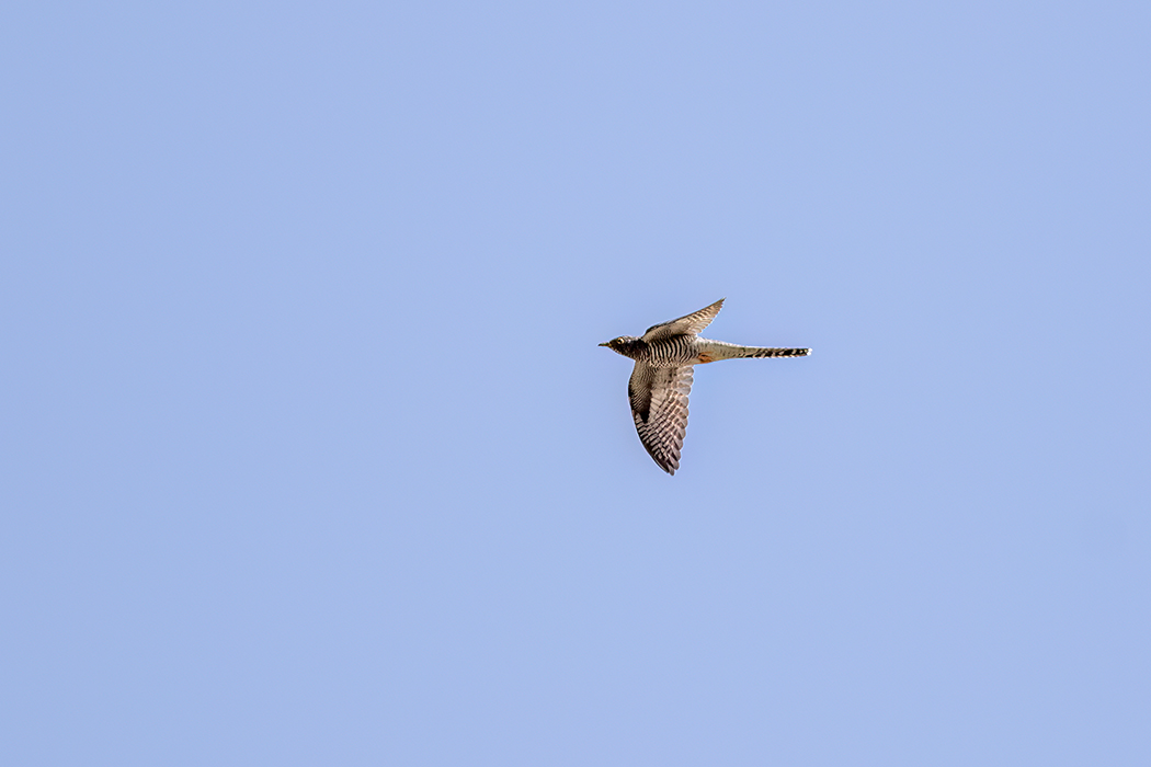 Common Cuckoo