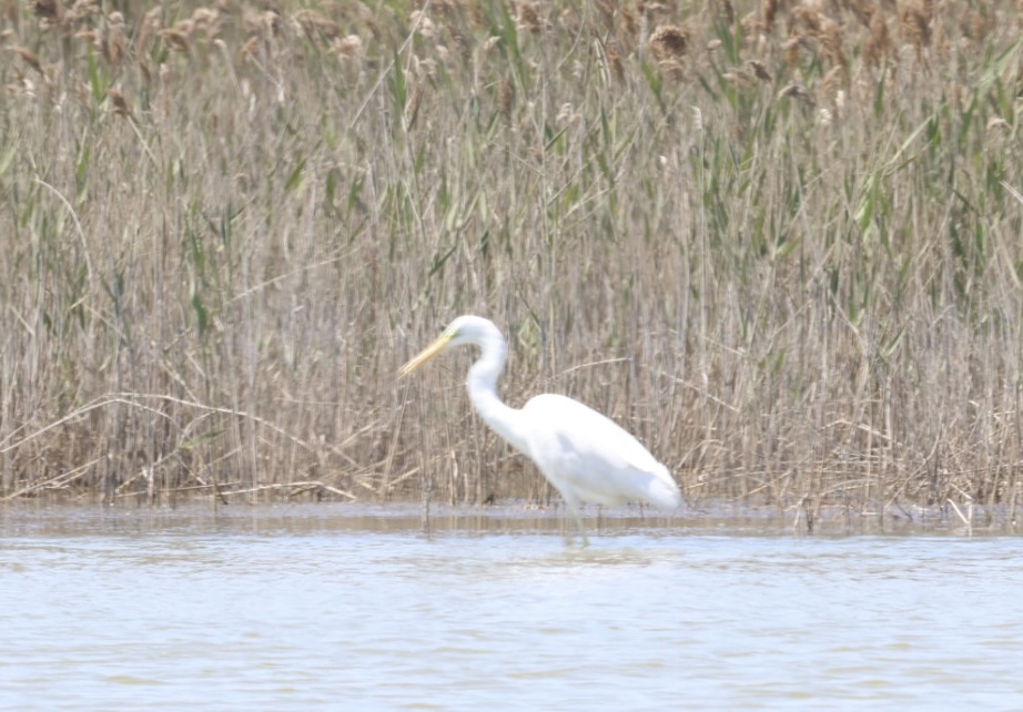 Great Egret