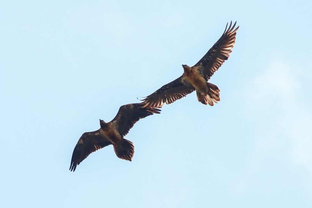 Bearded Vulture