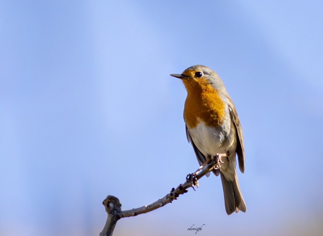 European Robin