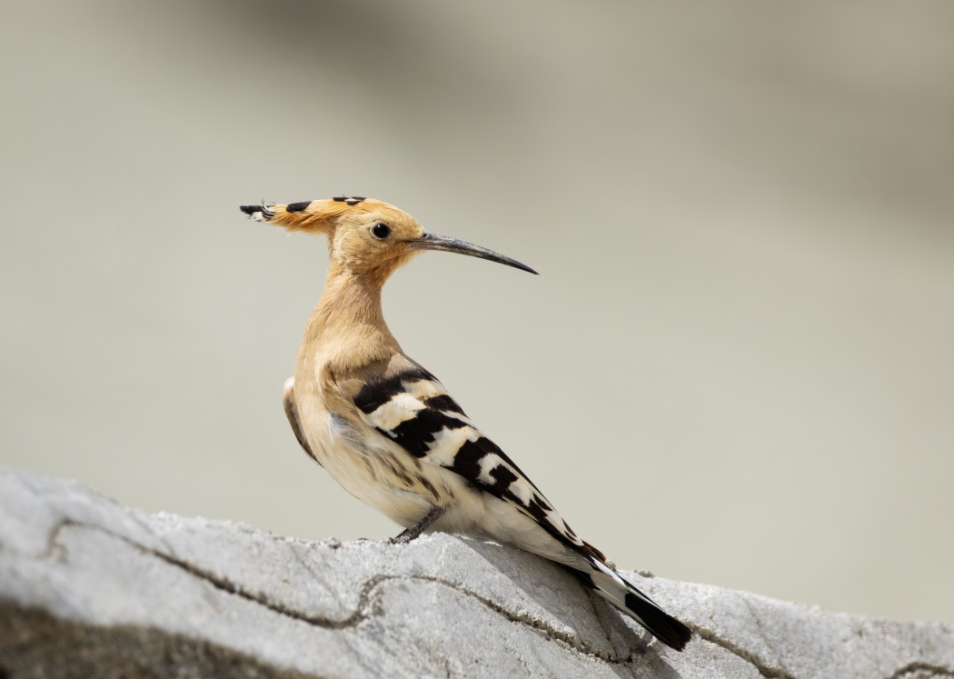 Common Hoopoe