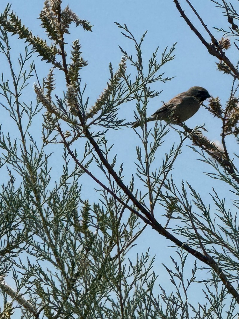Dead Sea Sparrow