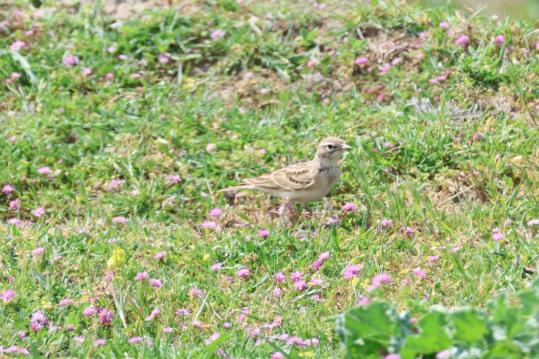 Greater Short-toed Lark