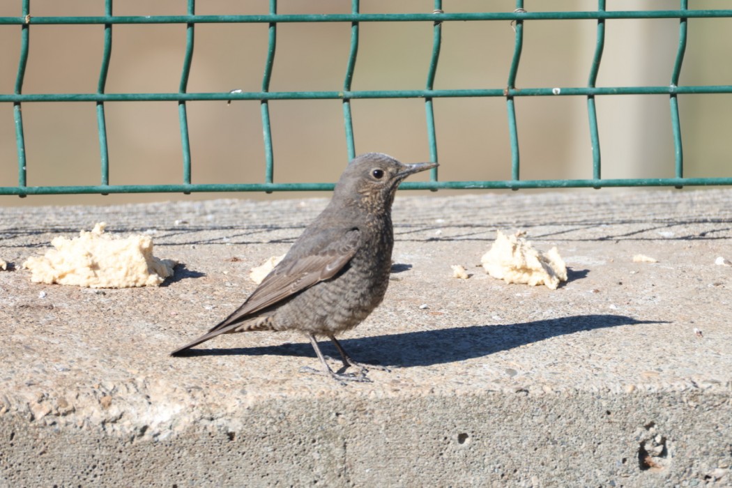 Blue Rock Thrush