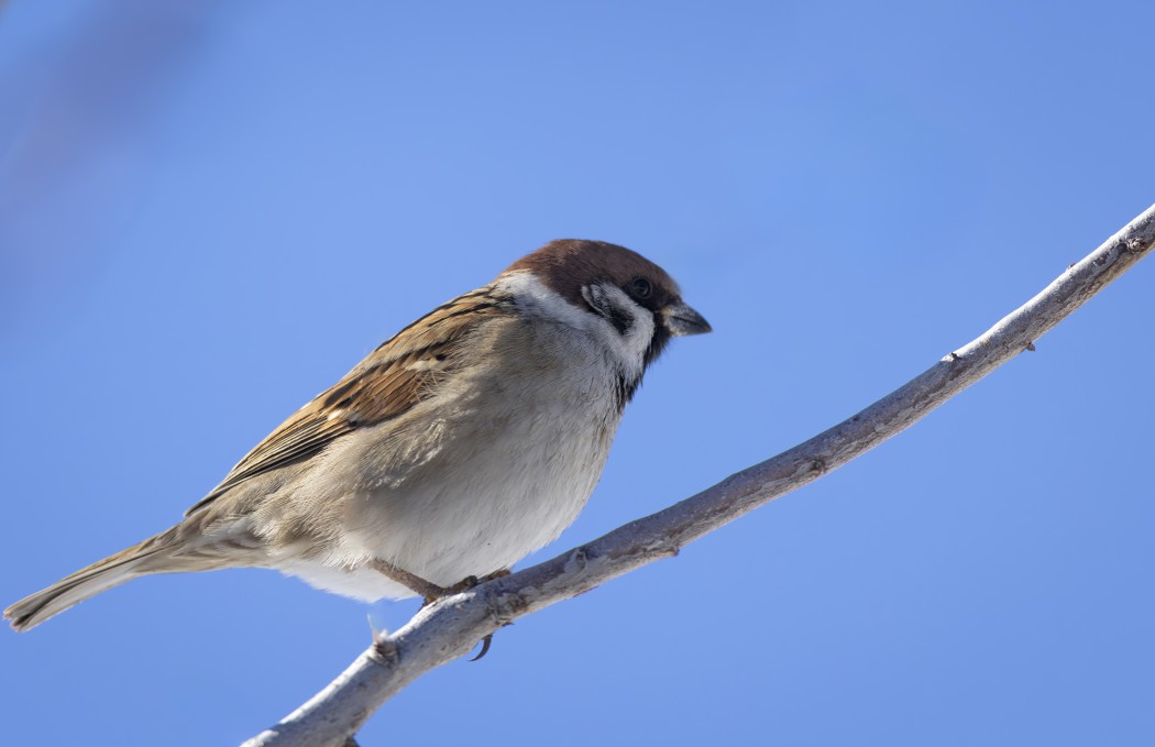 Eurasian Tree Sparrow