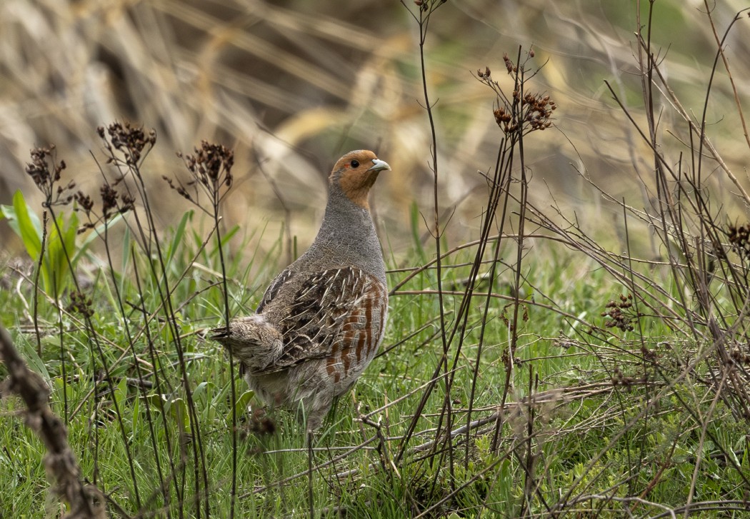 Grey Partridge