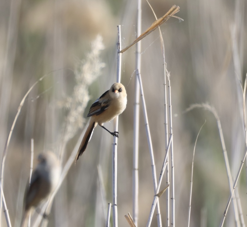 Bearded Reedling