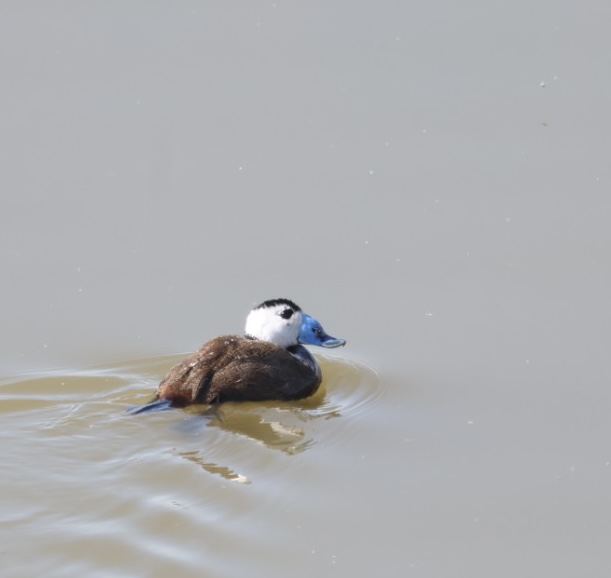 White-headed Duck