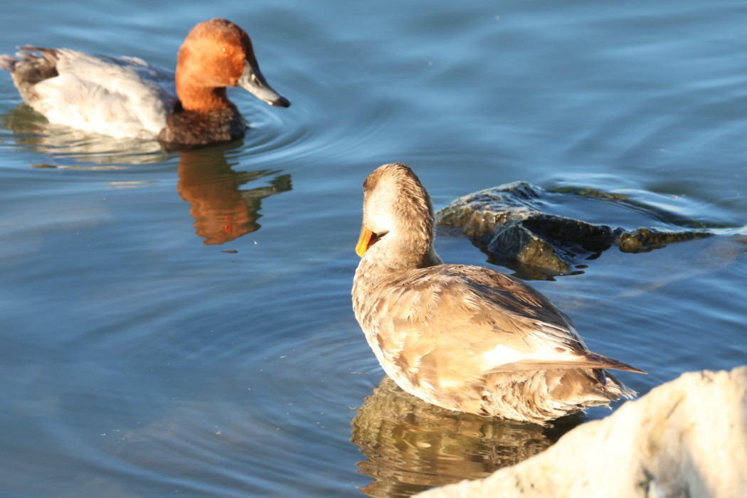 Common Pochard