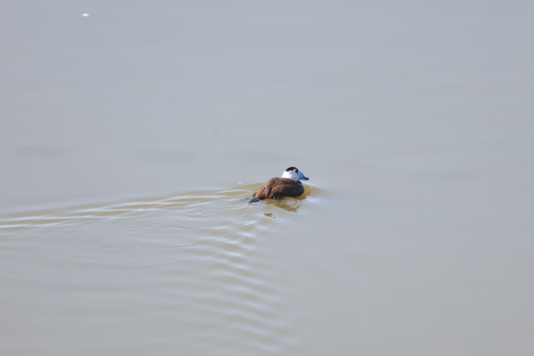 White-headed Duck