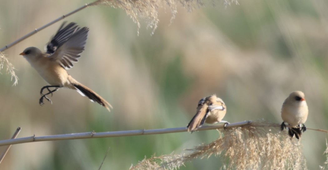 Bearded Reedling