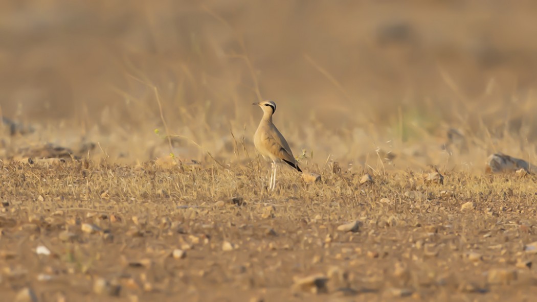 Cream-colored Courser