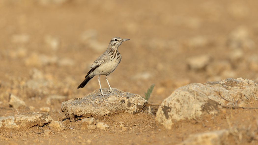 Greater Hoopoe-Lark