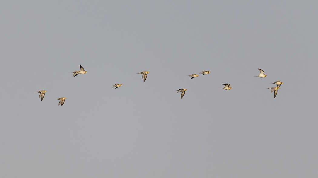 Pin-tailed Sandgrouse