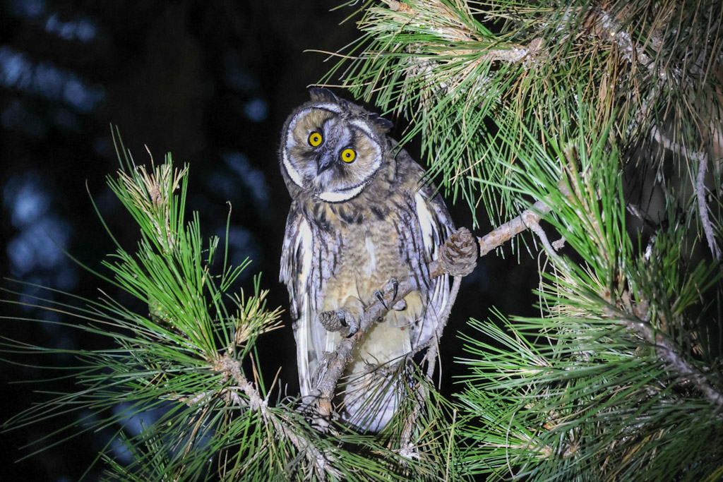 Long-eared Owl