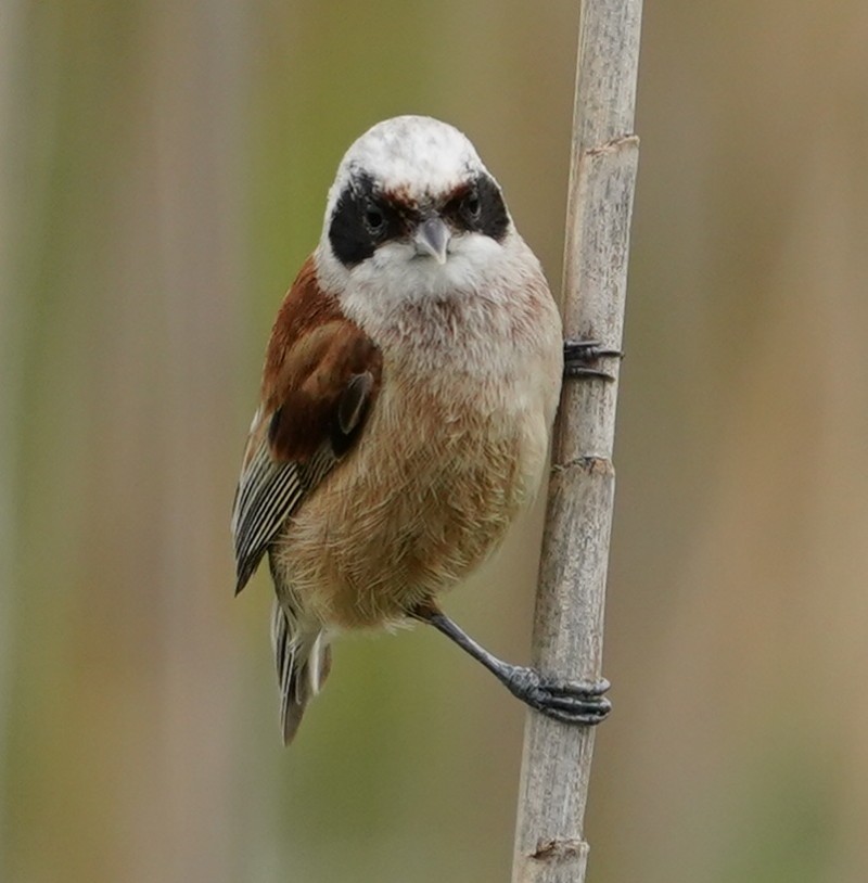 Eurasian Penduline Tit