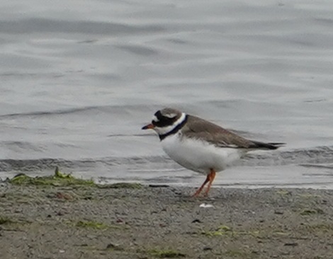 Common Ringed Plover