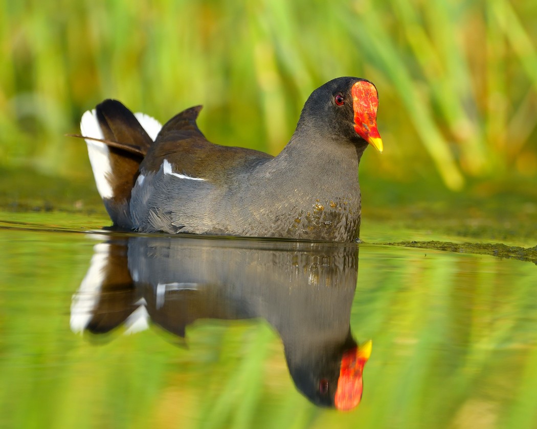 Common Moorhen