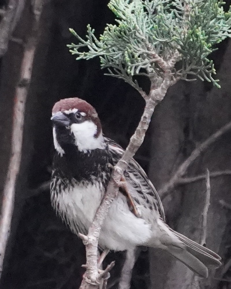 Spanish Sparrow
