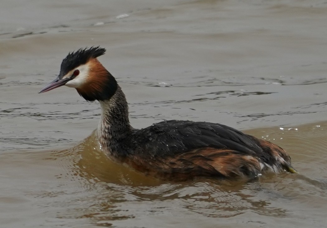 Great Crested Grebe
