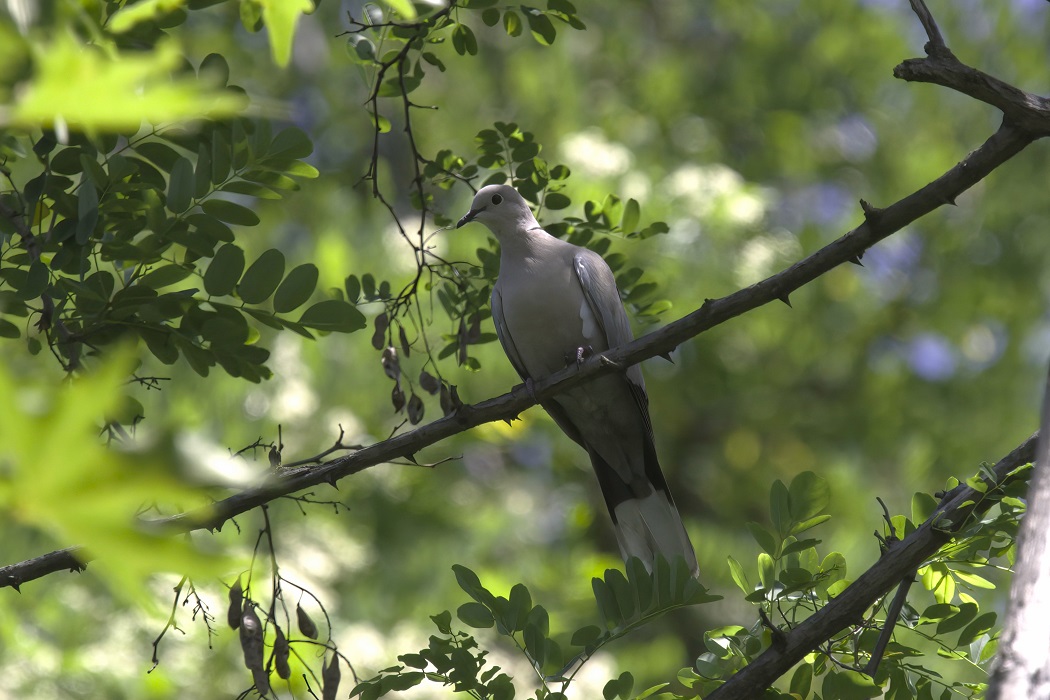 Eurasian Collared Dove