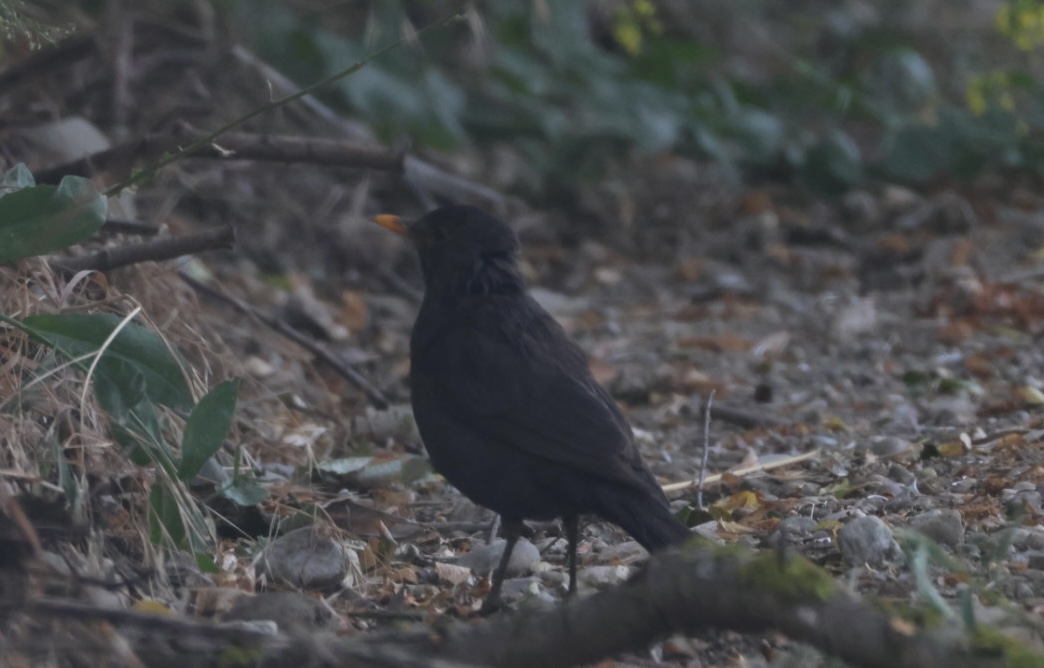 Common Blackbird
