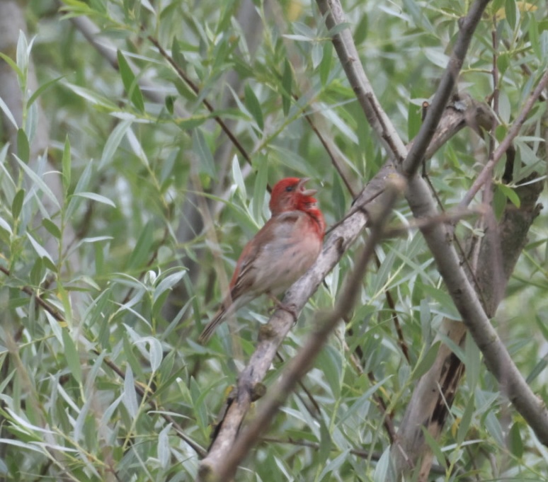 Common Rosefinch
