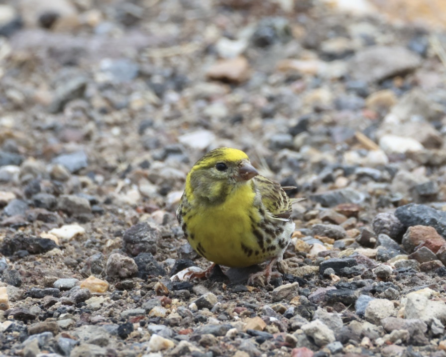European Serin